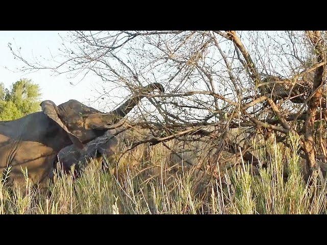 LEOPARD in tree HARASSED by ELEPHANTS  