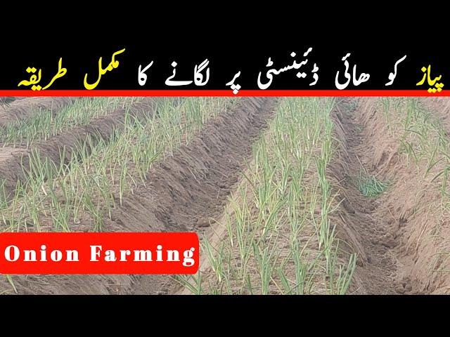 Onion Farming| High denctiy per| Laguna Ka Tarika| Taj zari Farm Bahawalnagar