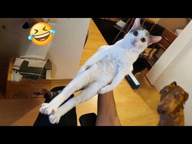 Try Not To Laugh Cats And Dogs Videos  - New Funny Animals Video 2024 #2