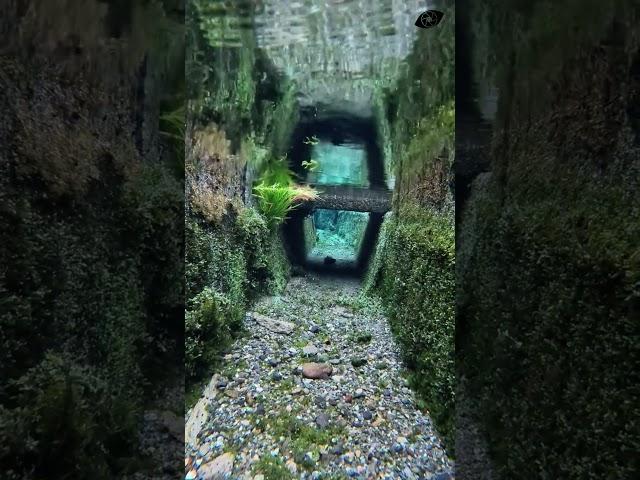 Incredible Clarity: Exploring a Crystal Clear Underwater World!  | Life in a Blink #travel