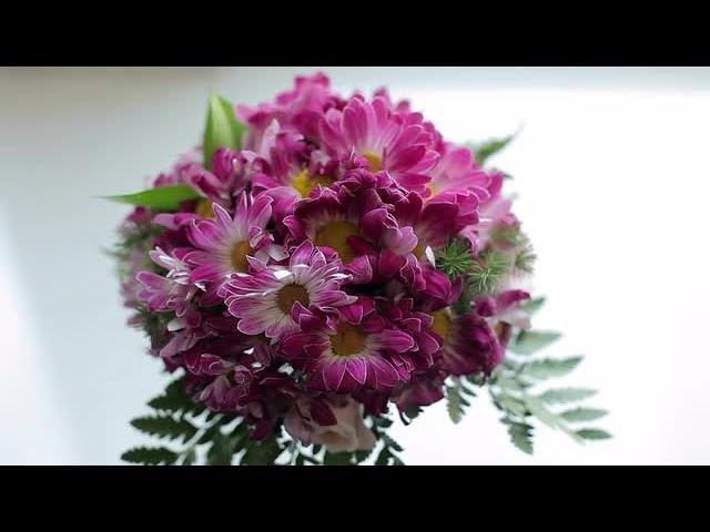 Pink Daisies Stock Video