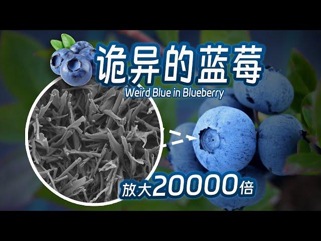 【毕导】打个赌，你说不出第二种蓝色的水果 #冷知识 #科普