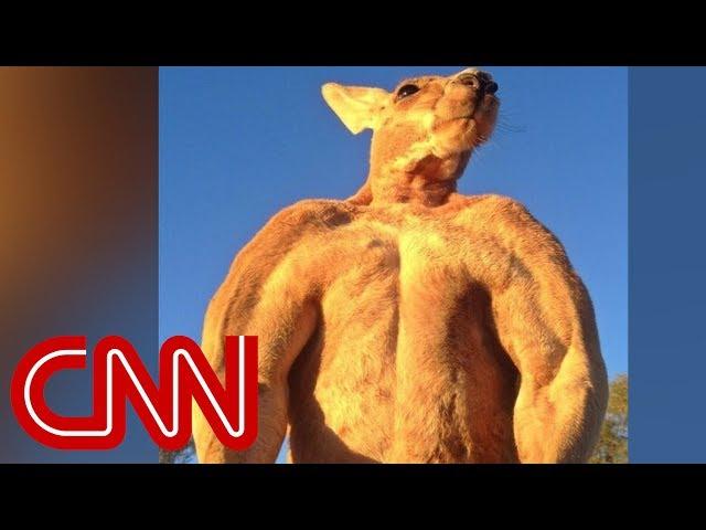 200-pound ripped kangaroo crushes metal