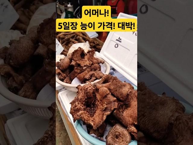 5일장 햇능이 가격은? 대박! #폭락 #시장 #food #물가 #능이버섯 #송이버섯