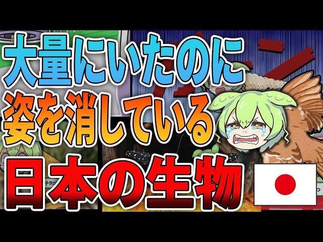かつて大量にいたのに…消えていっている日本の生物【ずんだもん＆ゆっくり解説】【総集編】