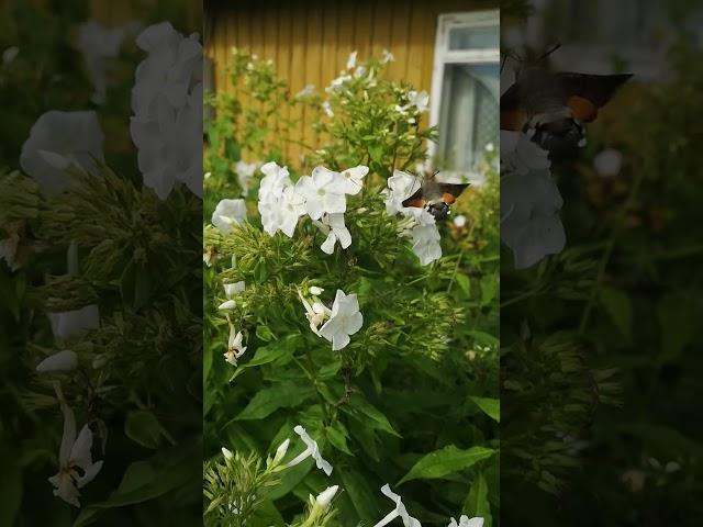 Päevasuru (Macroglossum stellatarum; Hummingbird hawk-moth)... Eesti elurikkus