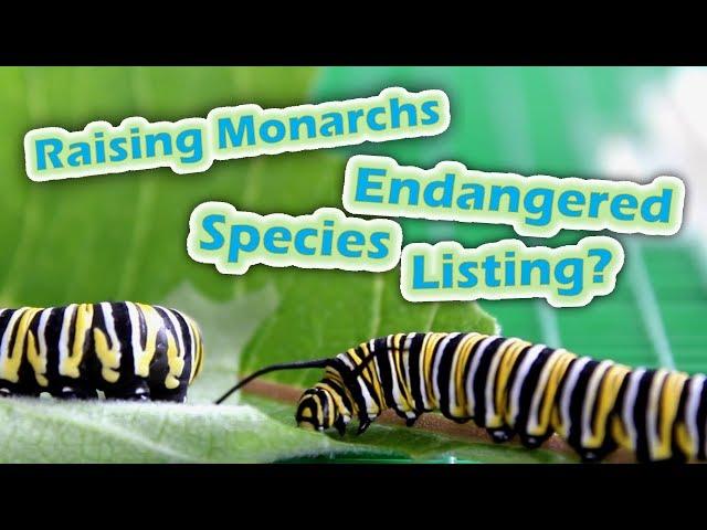 Raising Monarchs - Endangered Species Listing? (Help The Monarch Butterfly)