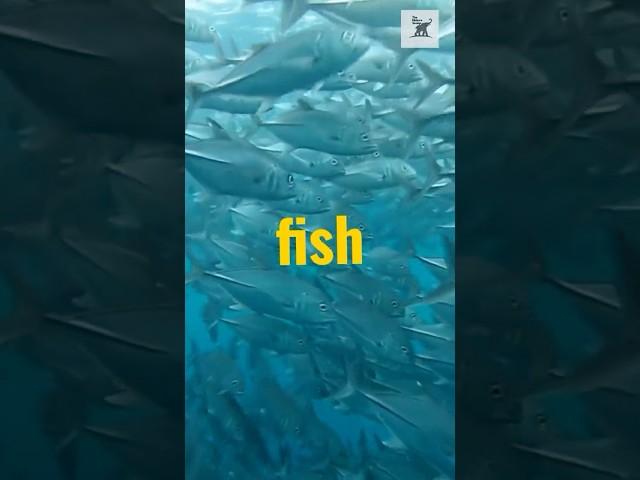 Rare Fish Facts You Didn’t Know!  #nature #fish #naturefacts #fishvideo