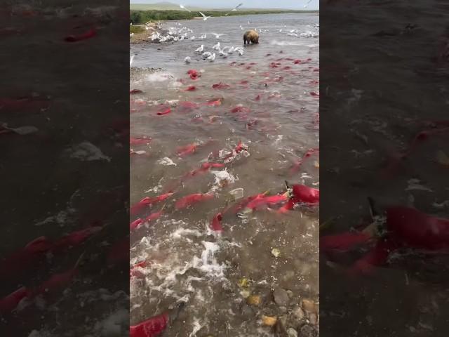  Fishing Farming #@sohelkhan#viralvideo#short #youtube #video
