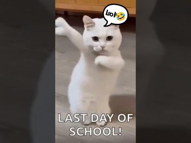 #cat