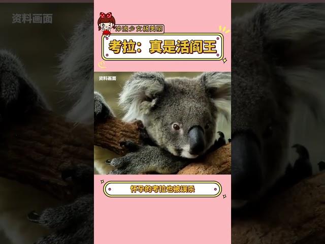 考拉：我真是謝謝你們 #澳大利亞 #考拉 #離譜