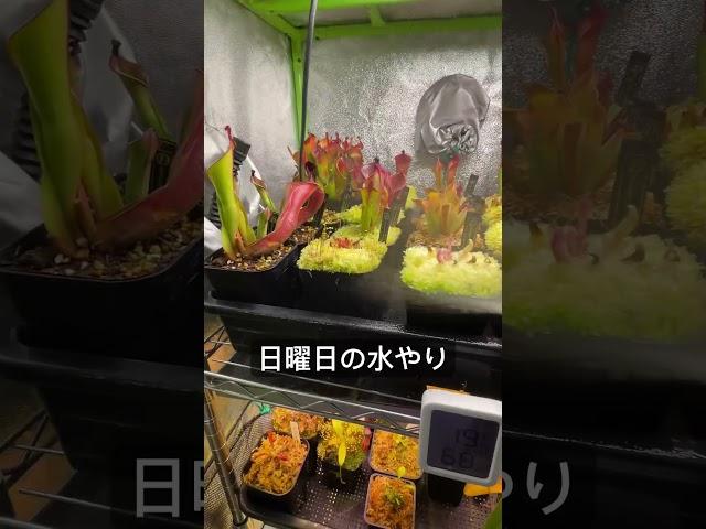 日曜日の水やり#carnivorousplant #食虫植物  #plants #観葉植物