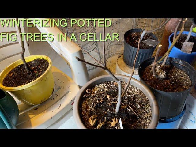 WINTERIZING FIG TREES IN A CELLAR