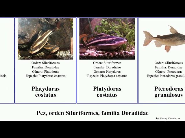 Pez, orden Siluriformes, familia Doradidae fish granulosus Platydoras costatus Trachydoras Love