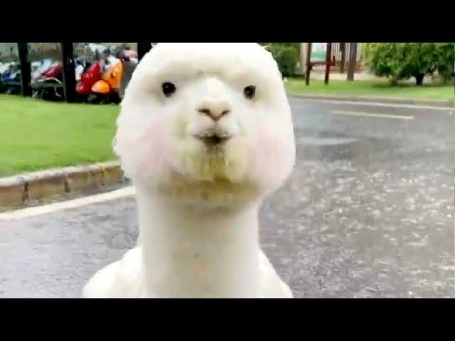 ALPACA  Funny Alpacas And Cute Alpaca Videos