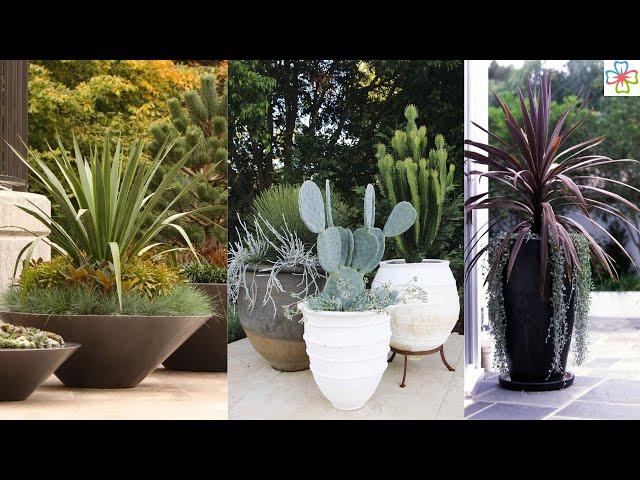 30 Best Architectural Plants to Grow in Containers