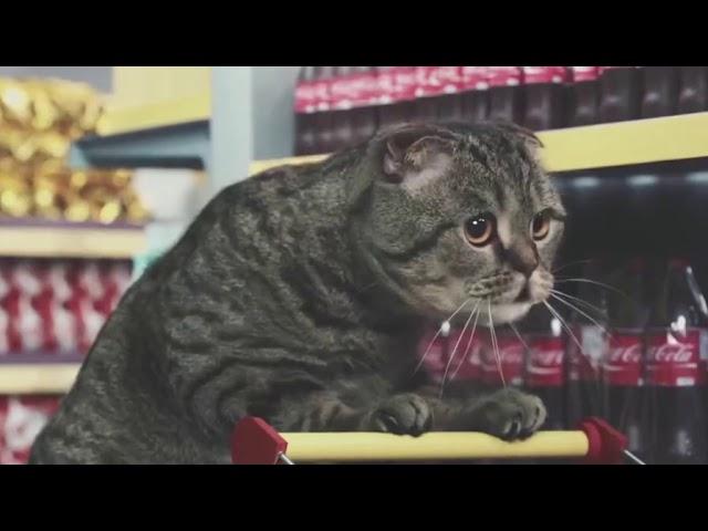 Weird German cat commercial