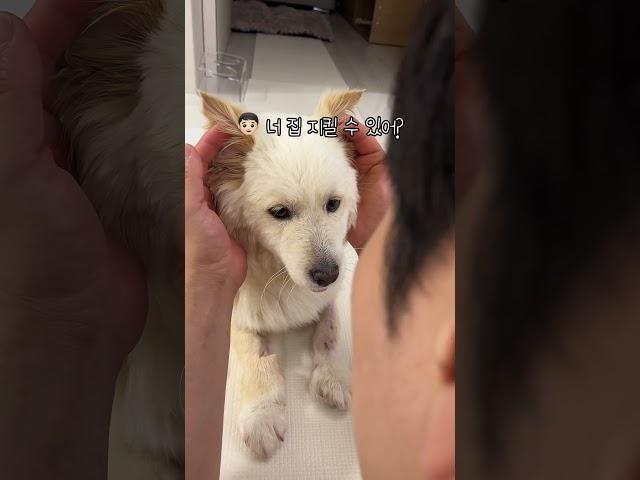 멍줍 그만 하라던 남편 너무 순한 백순이 교육 중 #dog #강아지구조 #교통사고구조 #멍줍