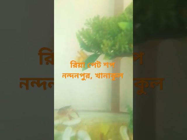 #riya pet shop #birds #nature #aquarium #accessories #fish #lover #Organization #pet #best seller