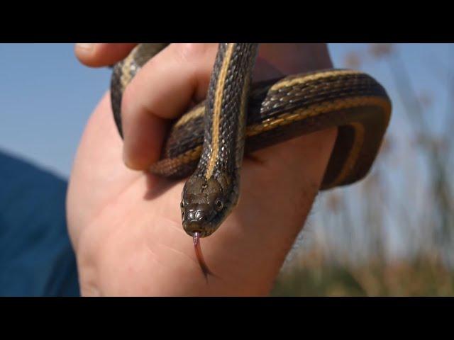 The Role of California Rice Fields in Giant Garter Snake Conservation