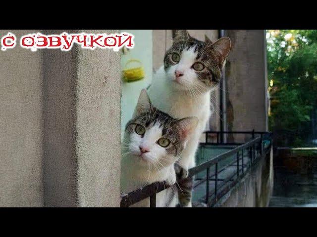 Funny Animal Videos 2024 - Funniest Dogs and Cats Videos #313