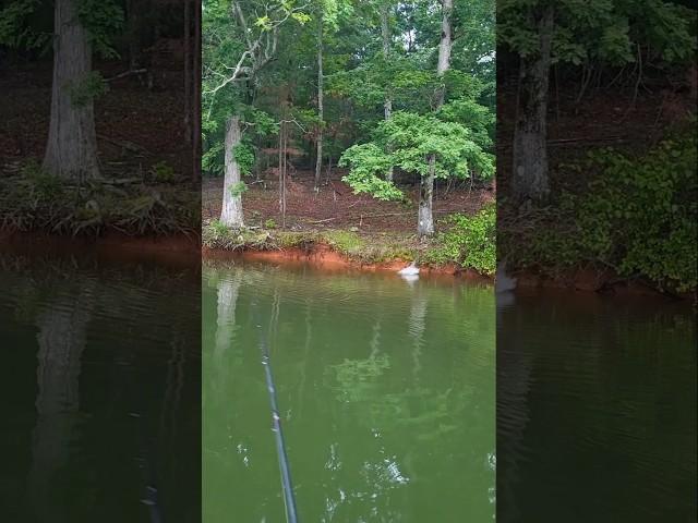 I'll Take That Loss ALL Day Fishing Lake Lanier