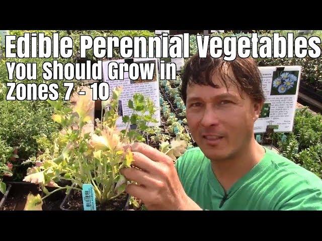 Edible Perennial Vegetables You Should Grow In Your Zone 7-10 Garden