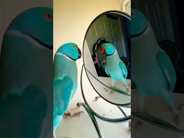 You be a good baby #parrot #thebluechicken #talkingparrot #indianringneck #funnyanimals #outepets