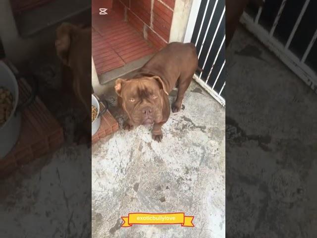 Bogotà Jr. - American Bully Exotic