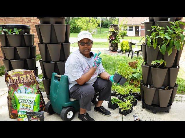 All Sweet Peppers in the GreenStalk....This Time