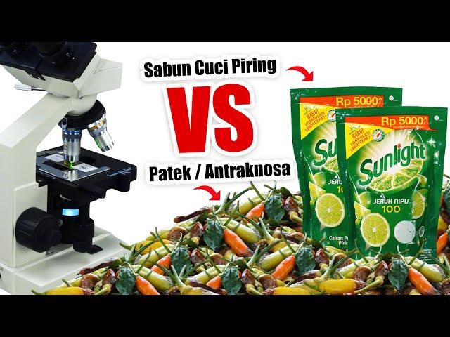 PENYAKIT PATEK PADA CABE VS SABUN CUCI PIRING SUNLIGHT | Eksperimen Zoom 1000X Antraknosa