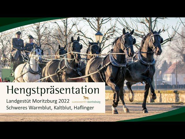 Hengstpräsentation Landgestüt Moritzburg 2022: Schweres Warmblut, Kaltblut und Haflinger