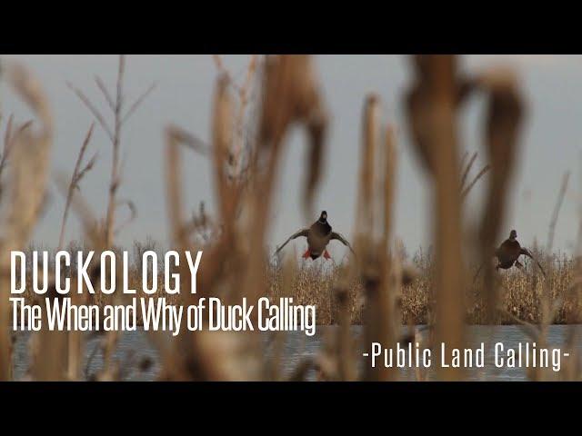 Duckology 1.1 - Public Land: The When and Why of Duck Calling - Fowled Reality