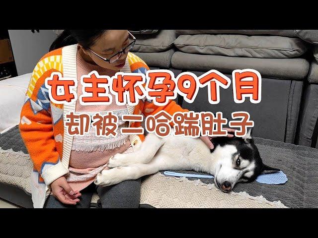 Husky kicked the pregnant female lead, but was beaten by the male lead and cried