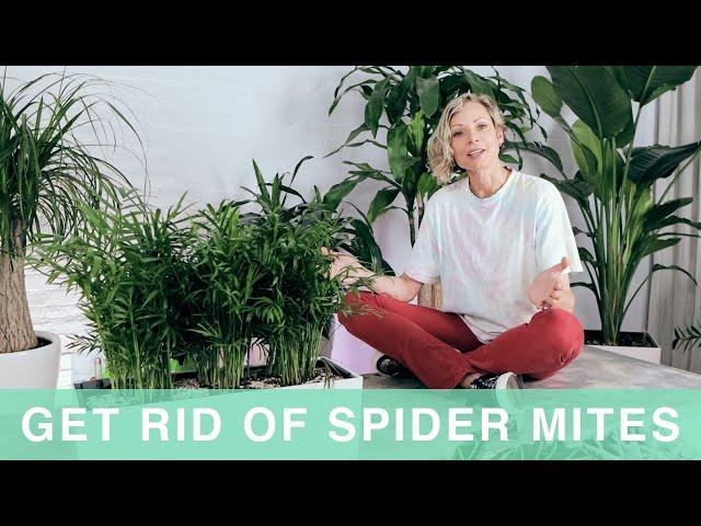 How To Get Rid Of Spider Mites On Houseplants