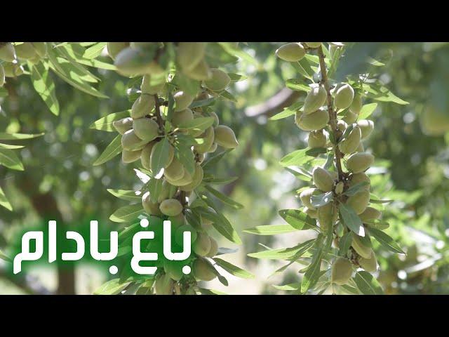 Afghan Garden - Almond Garden in Mazar / باغ بادام در شهر مزارشریف