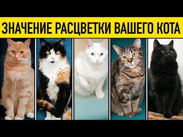 Значение Расцветки Вашего Кота Расскажет Многое о Вас