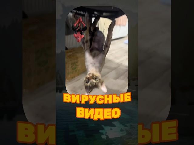 ВИРУСНЫЕ ВИДЕО / Котовек Паук