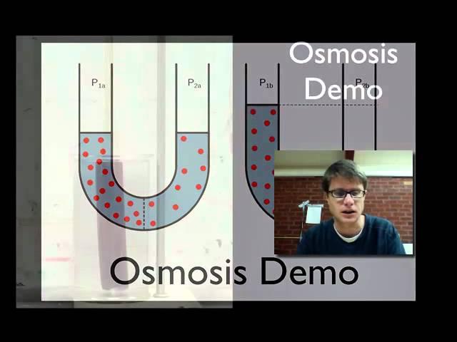 Osmosis Demo