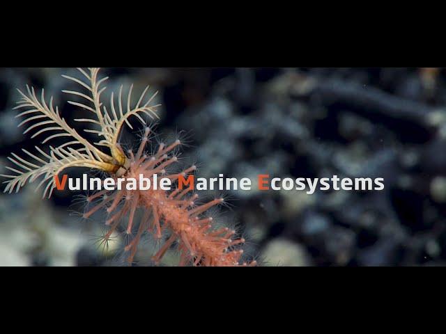 Dive deep - Vulnerable Marine Ecosystems