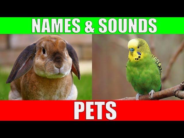 Learn Names of Pets for Kids - Pet Animal Names and Sounds for Children, Kindergarten and Preschool