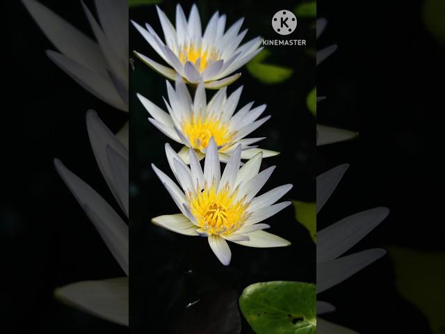 In Search of Lotus and Water Lilies  #gardenknowledgehub #gettingfreeplants