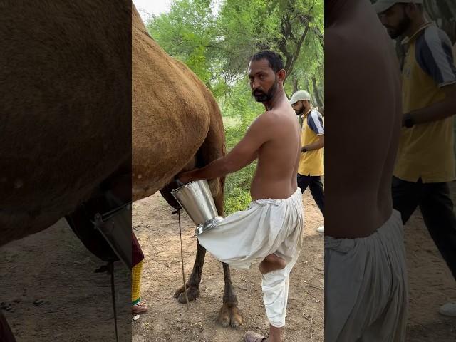 camels life #villagelife #camel milk#rajasthan @woman routine in desert #india #viral