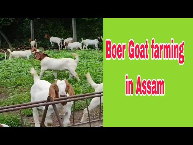 Boer Goat farming in Assam..7002283104