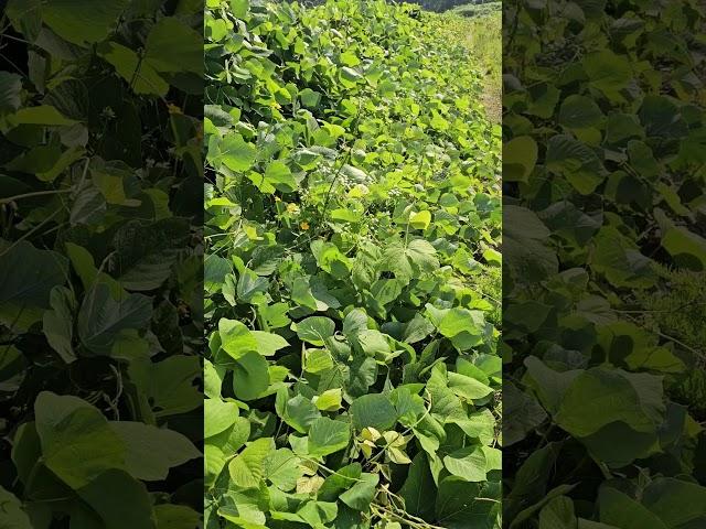 #칡 #칡넝쿨 #칡즙 #칡차 #산 #나무 #간 #건강 #칡담금주  ※나무감아오르기&생존끝판왕