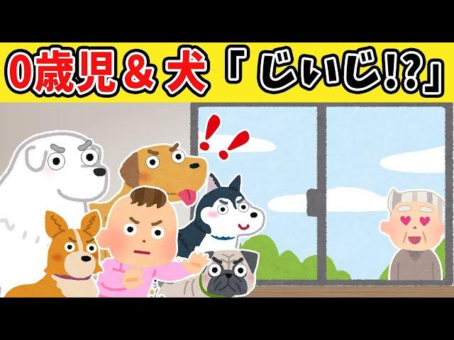 【総集編】朝まで聞きたい！じいじが好きすぎる5匹の犬と0歳児話【2chほのぼの】【20連発】