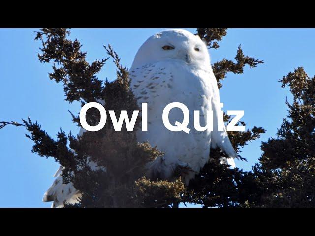Owl Quiz