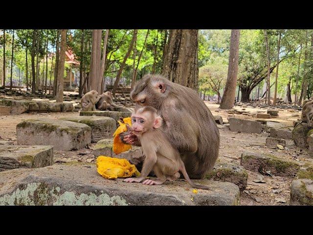 51-Day Old Baby Monkey LilyAdorable Activities Lily Try To Eat Mango With Libby