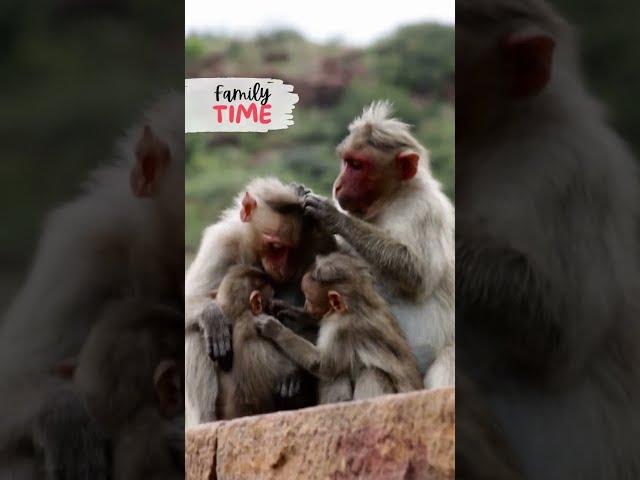 Family Time... | Bonnet Macaque Monkeys