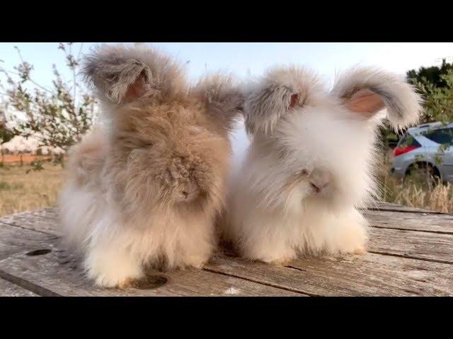 Adorable Fluffy Rabbits Have Huge Ears